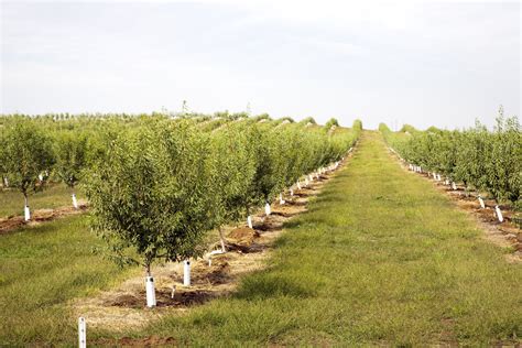 Fertilización y Tratamiento del Almendro en Ecológico y Convencional