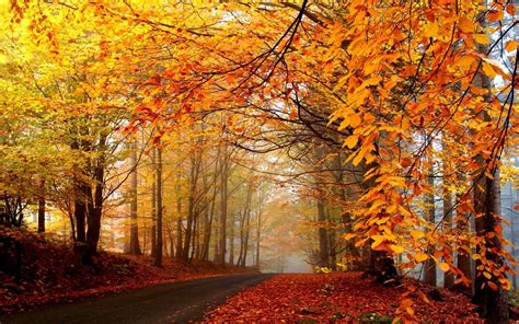 Autumn Forest Wallpapers - Wallpaper Cave