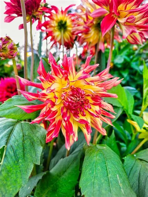 How To Store Dahlia Tubers Over Winter Shiplap And Shells