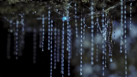 glow worm tours nature safaris