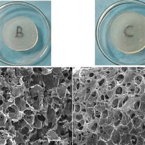 Macroscopic Appearance And SEM Micrographs Of The Chitosan Hydrogels