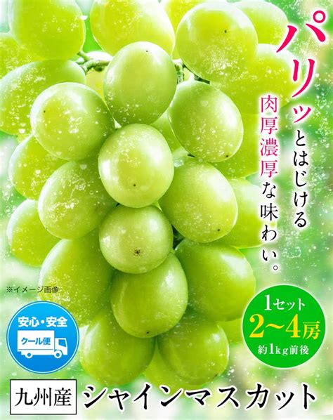 カタログギフトも！ お得価額シャインマスカット2房 おまけに巨峰1房 果物 Rcgcsubjp