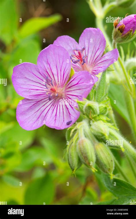 Forest Geranium Hi Res Stock Photography And Images Alamy