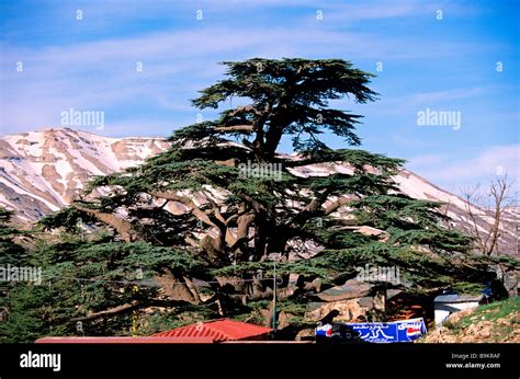 Lebanon Lebanese Cedar Stock Photo Alamy