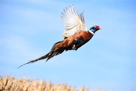 Pheasant Hunting in Kansas | Seasons, Zones, & Tips