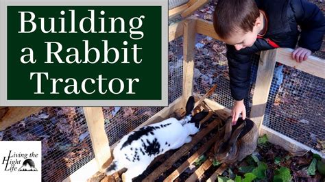 Building A Rabbit Tractor For Meat Rabbits Bringing MEAT RABBITS Home