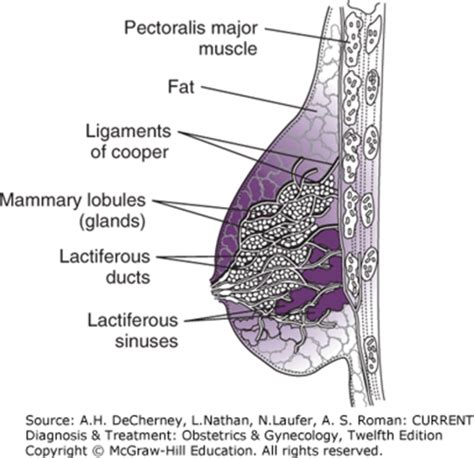 Breast Disorders Flashcards Quizlet