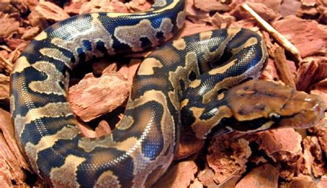 Carpet Ball Python Hybrid Carpet Vidalondon