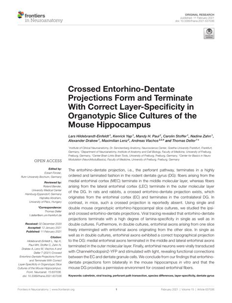 Pdf Crossed Entorhino Dentate Projections Form And Terminate With