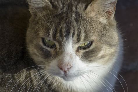 Curious Cat stock photo. Image of eyes, grass, curious - 44610414