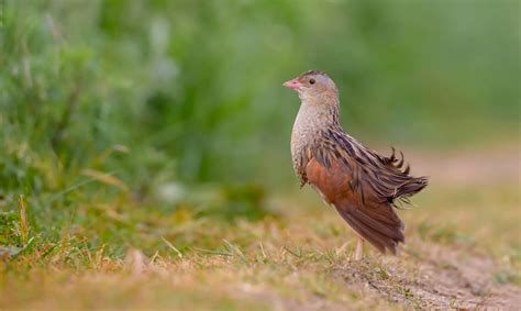 Top Ten Farmland Birds In The Uk