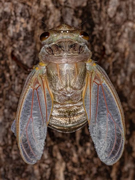 Adult Giant Cicada Stock Image Image Of Cicadas Animal 231751169