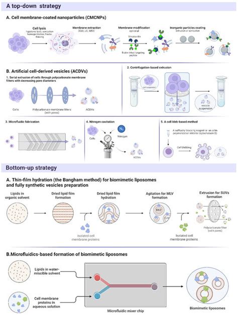 Biomimetic Nanoparticles For Basic Drug Delivery