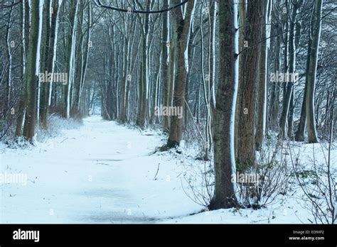 Winter Scene In A Woodland Settingsnow Settles On A Footpath And The