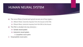 Neural Control Coordination Ppt Pptx Ppt