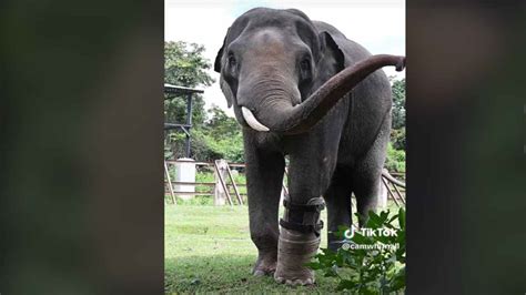 Elefante Mutilato Da Un Bracconiere Torna A Camminare Grazie Ad Una Protesi