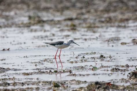 Black Winged Stilt Himantopus Himantopus Standing In The Swamp Of