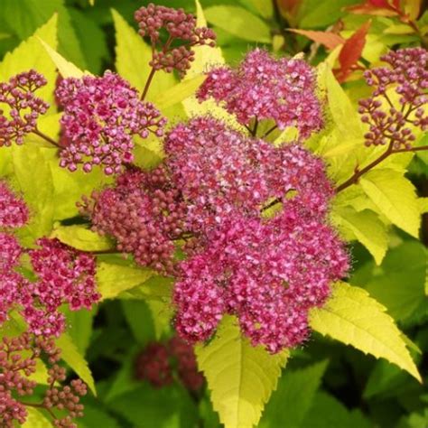 Spiraea Japonica X Bumalda Goldflame Spirea Vendita Piante Online