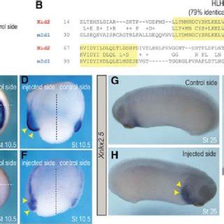 Id Proteins Promote Cardiogenic Mesoderm Formation In Vivo A Xid2