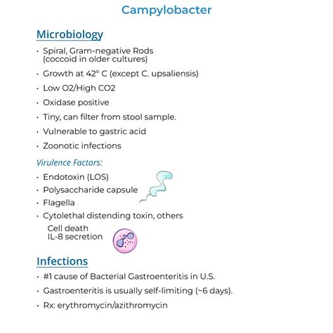 Campylobacter Immunology Microbiology Flashcards Ditki Medical