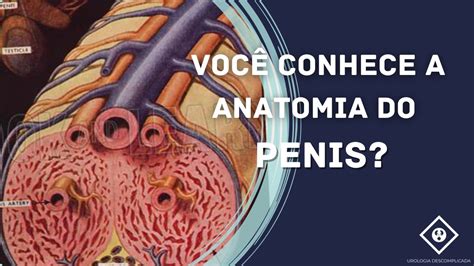 VOCÊ CONHECE A ANATOMIA DO PÊNIS YouTube