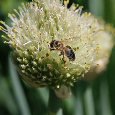 Cebula Siedmiolatka Czosnek D Ty Allium Fistulosum Opis Wygl D