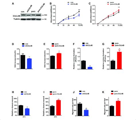 Cul B Promotes The Proliferation And Migration Of Pdlscs A Western