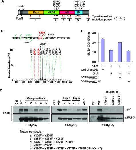 Mapping Of Runx Phosphorylated Tyrosine Residues A Schematic