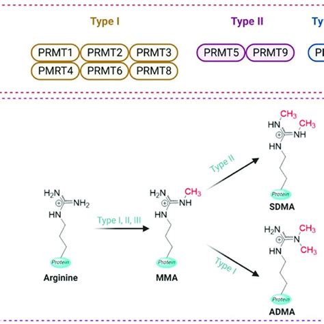 A Schematic Representation Of Prmts Isoforms And Their Role In Arginine