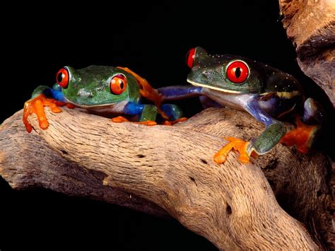 Vibrant Red Eyed Tree Frogs Hd Wallpaper