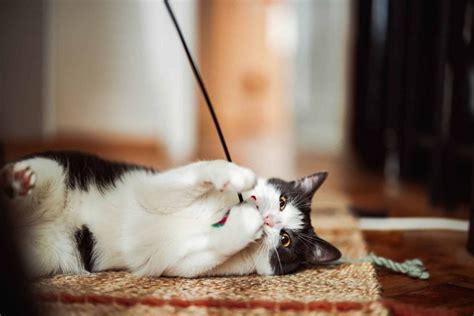 Why Cats Bring You Toys 6 Reasons And What To Do After