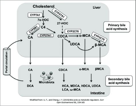 Bile Acid Biosynthetic Pathways In Humans And Mice Two Major Bile Acid