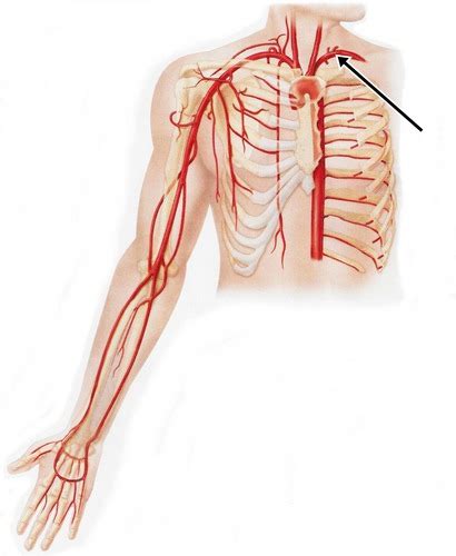 Arteries And Veins Of The Upper Limb Flashcards Quizlet