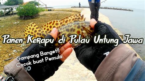 Panen Kerapu Mancing Ultralight Di Pulau Untung Jawa Youtube