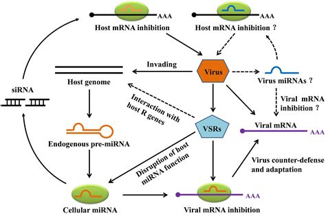 Frontiers Microrna Mediated Gene Silencing In Plant Defense And Viral