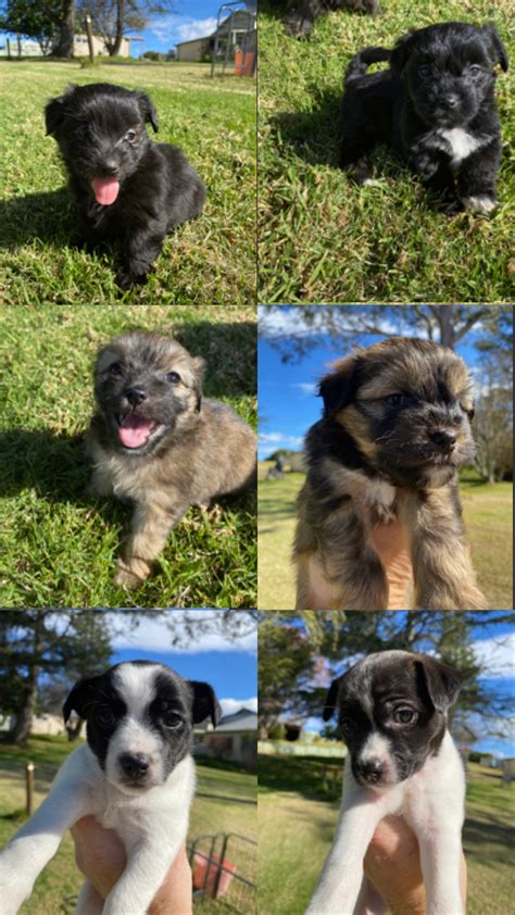 Pomeranian Maltese X Fox Terrier Dorrigo Petsforhomes