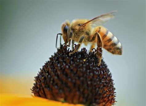 Honeybee Collecting Pollen Free Stock Photo Public Domain Pictures