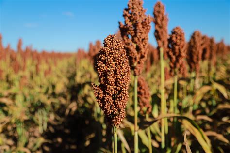 Produção de sorgo no Brasil sobe mais de 36 Sucesso no Campo