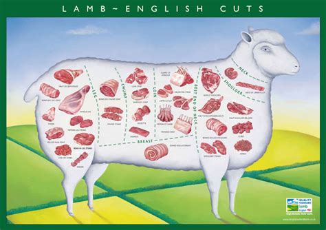 Cuts Of A Lamb Diagram Cuts Diagram Butcher Mutton Lamb Shop