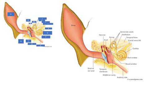 Physiology Of Hearing Flashcards Quizlet