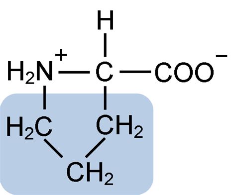 Caractéristiques De La Proline Structure Fonctions Nourriture Learnaboutworld