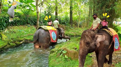 Naik Gajah Melewat Sungai Safari Mengenal Binatang Untuk Anak Anak