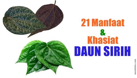 21 Manfaat Dan Khasiat Daun Sirih Untuk Kesehatan Tubuh Menit Info