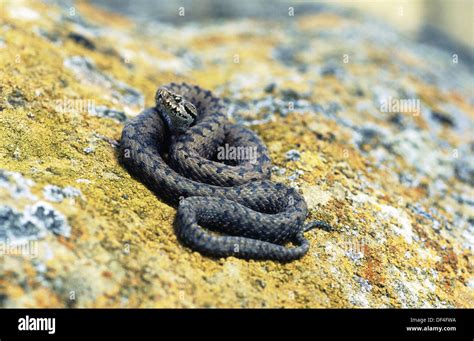 Vipera Comune O Aspide Vipera Aspis Foto Stock Alamy