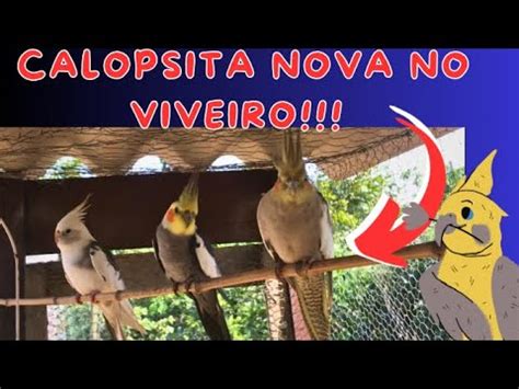 Atualizando Todas As Coisas Na Cria O De Aves E No Nosso S Tio