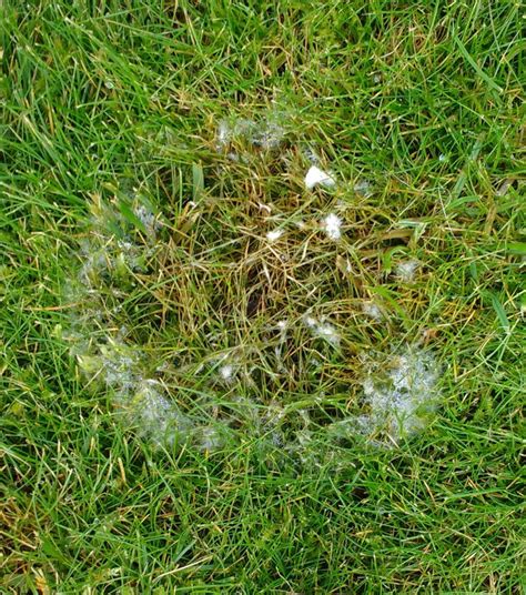 A Circle Of Fusarium Patch Lawn Disease Microdochium Nivale Gras