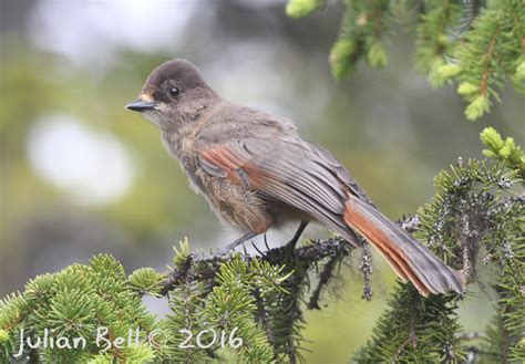 Siberian Jay - Lavskrike - Perisoreus infaustus