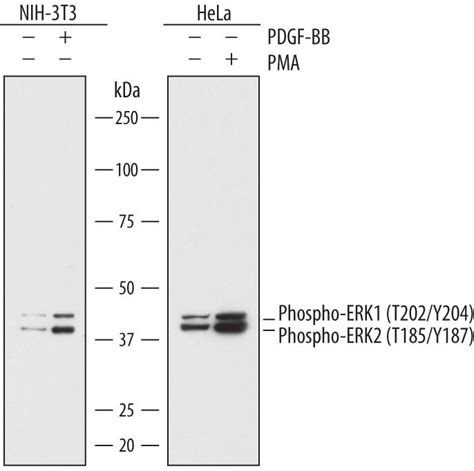 Human Phospho ERK1 T202 Y204 ERK2 T185 Y187 Antibody MAB1825 By R