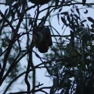 Grey-Headed Flying Fox - Facts, Diet, Habitat & Pictures on Animalia.bio