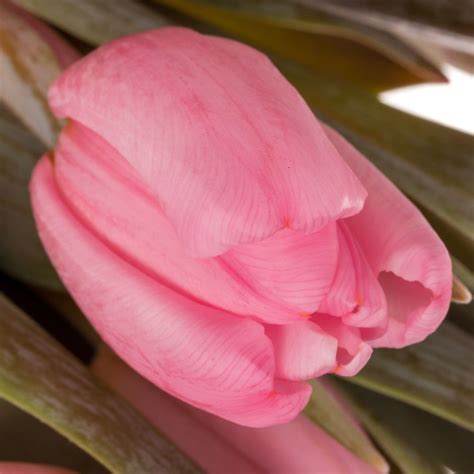 Tulp Pink Gef Rbt Pastel Gramm Tulpen Gef Rbt Heyl